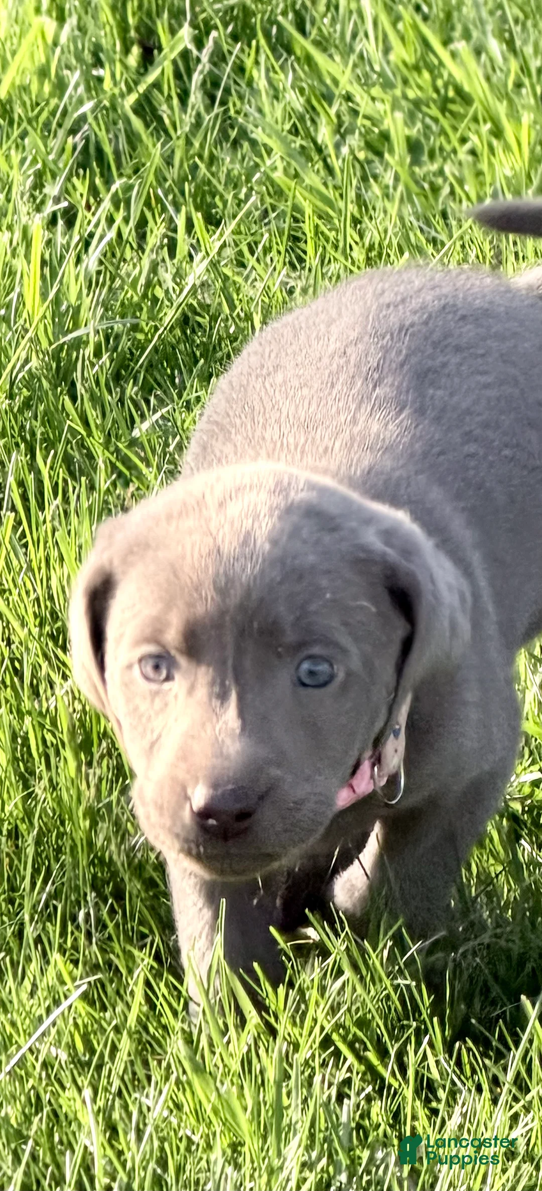 Labrador Retriever dogs for sale: Maizey - Ad 2