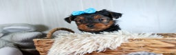 Yorkshire Terrier dogs for sale: CHARLIE - Ad 20