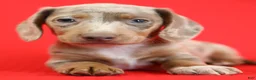 Dachshund dogs for sale: Aries 🪐 - Ad 8