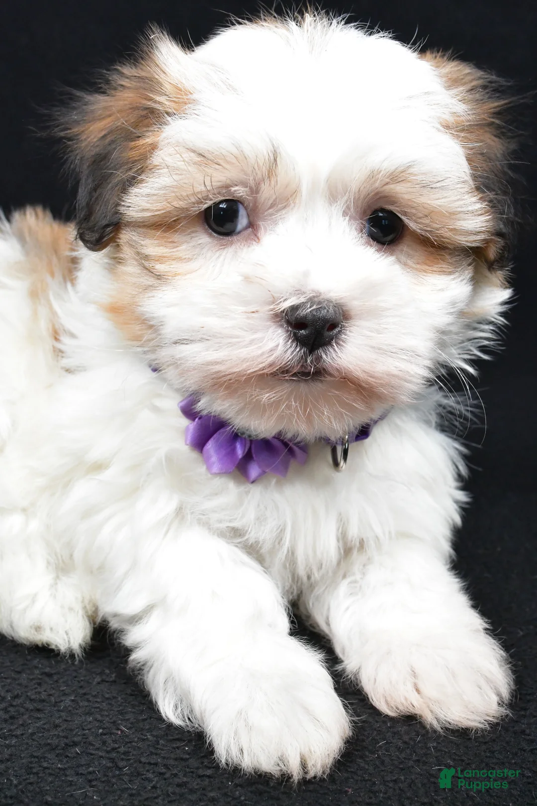 Havanese dogs for sale: Lexi - Ad 3