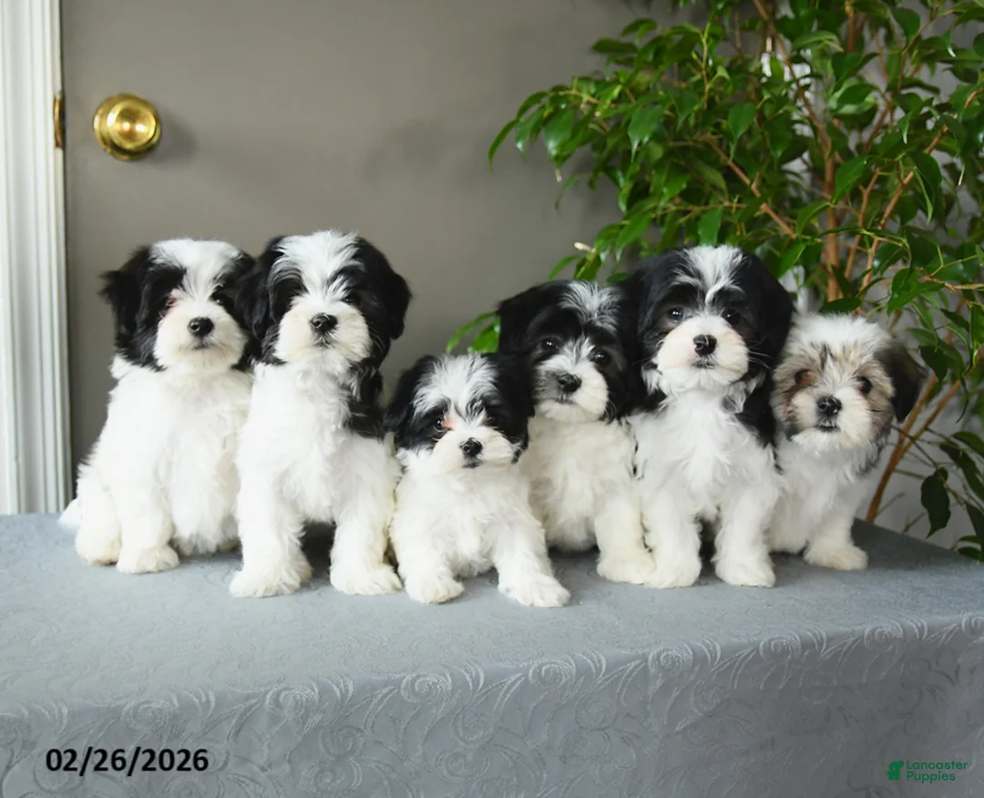 Mixed Breed dogs for sale: Sasha - Ad 3