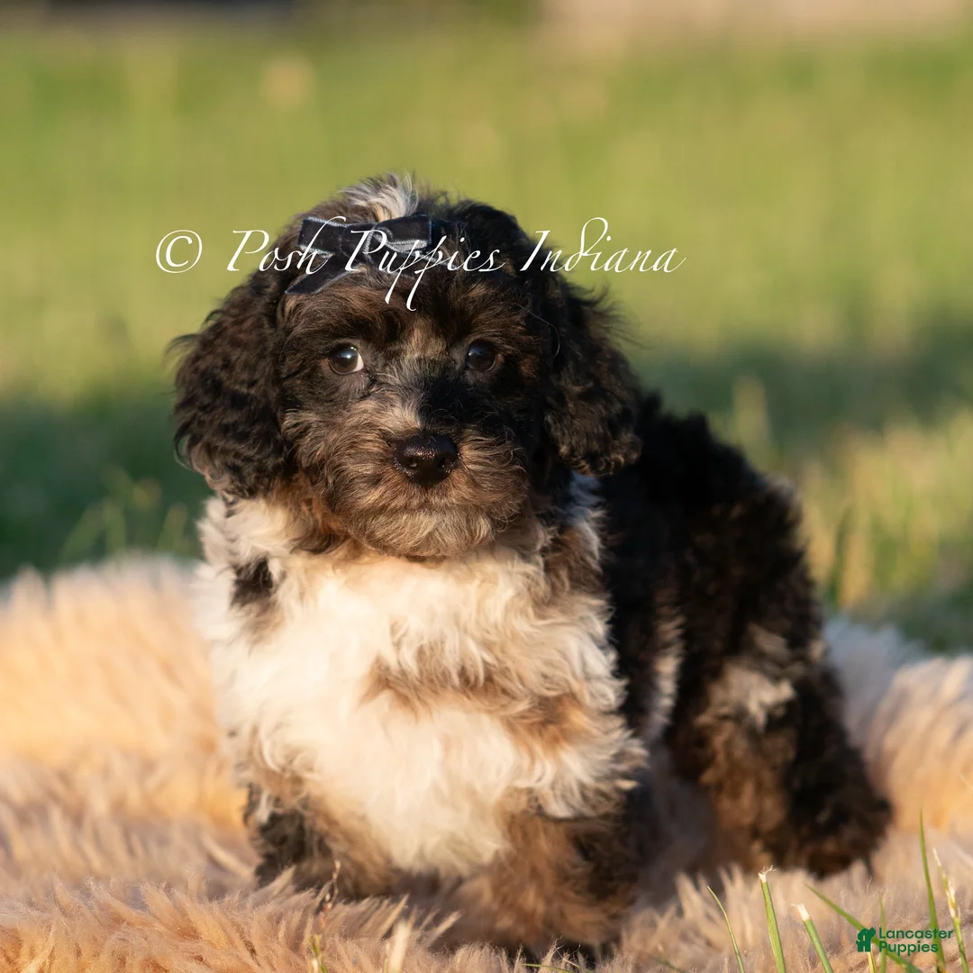 Toy Poodle dogs for sale: Fudge Swirl AKC - Ad 1