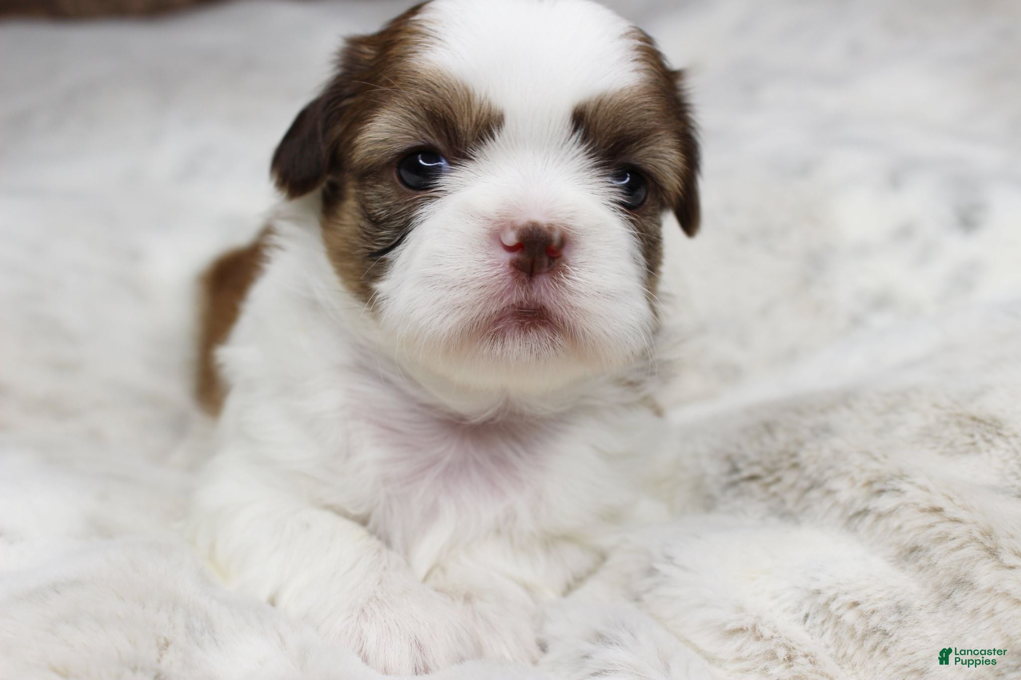 Shih Tzu dogs Molly - Ad 16