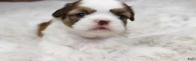 Molly