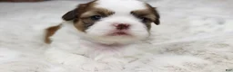 Shih Tzu dogs for sale: Molly - Ad 1