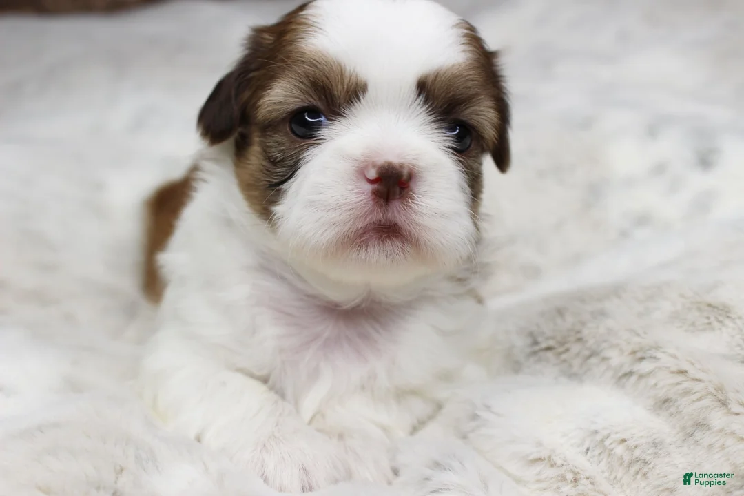 Shih Tzu dogs for sale: Molly - Ad 1