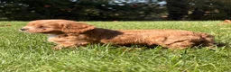 Cavapoo dogs for sale: Cash - Ad 7
