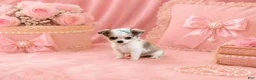 Chihuahua dogs for sale: Teacup/Pocketbook Chihuahuas - Ad 2