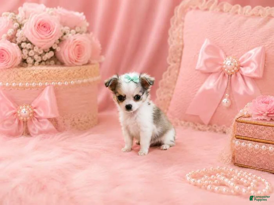 Chihuahua dogs for sale: Teacup/Pocketbook Chihuahuas - Ad 2