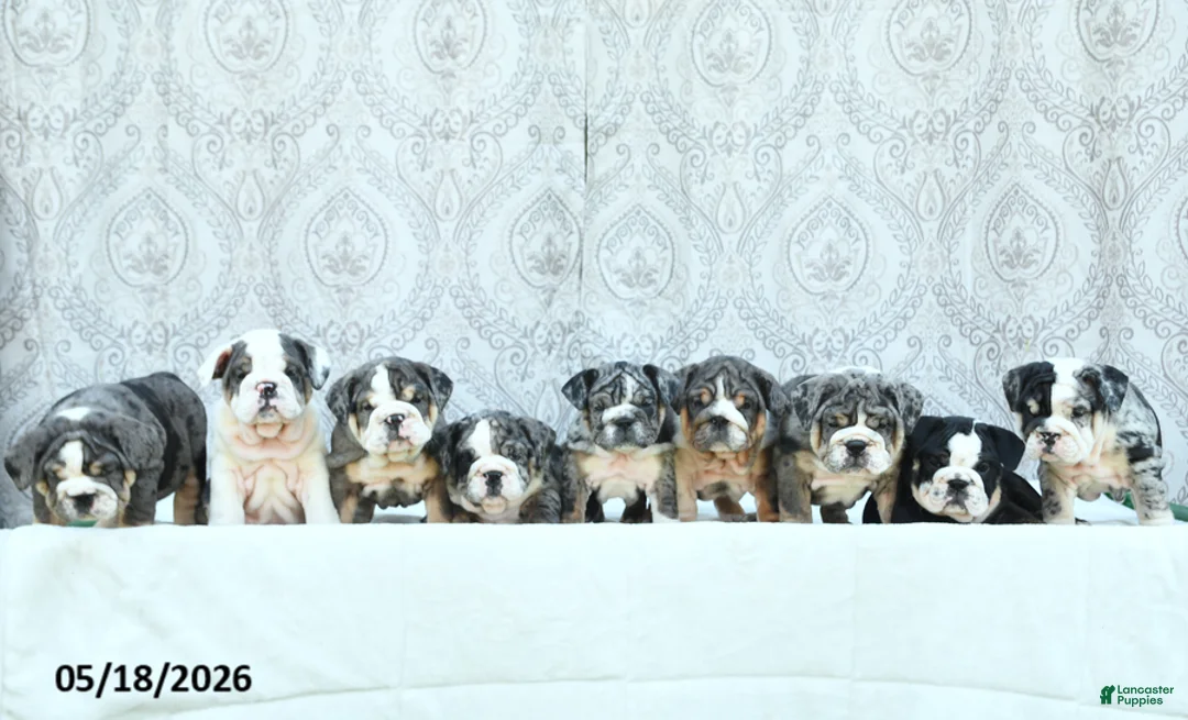 English Bulldog dogs for sale: Serenity - Ad 3