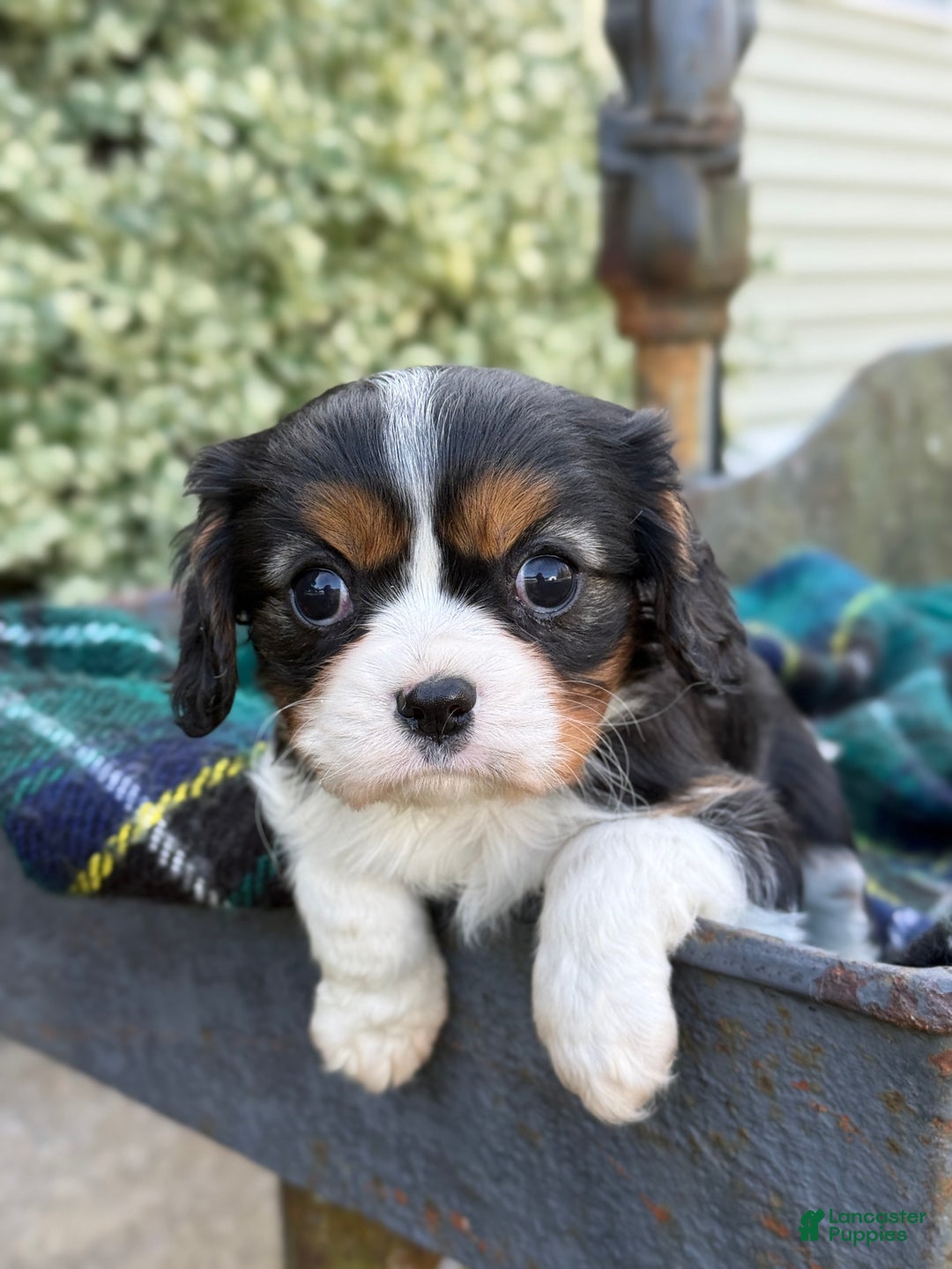 Cavalier King Charles Spaniel dogs for sale: Cutsie - Ad 13