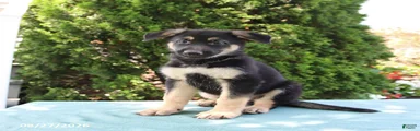 Sarge
