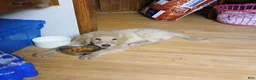 Goldendoodle dogs for stud: Kat and puddles  - Ad 3