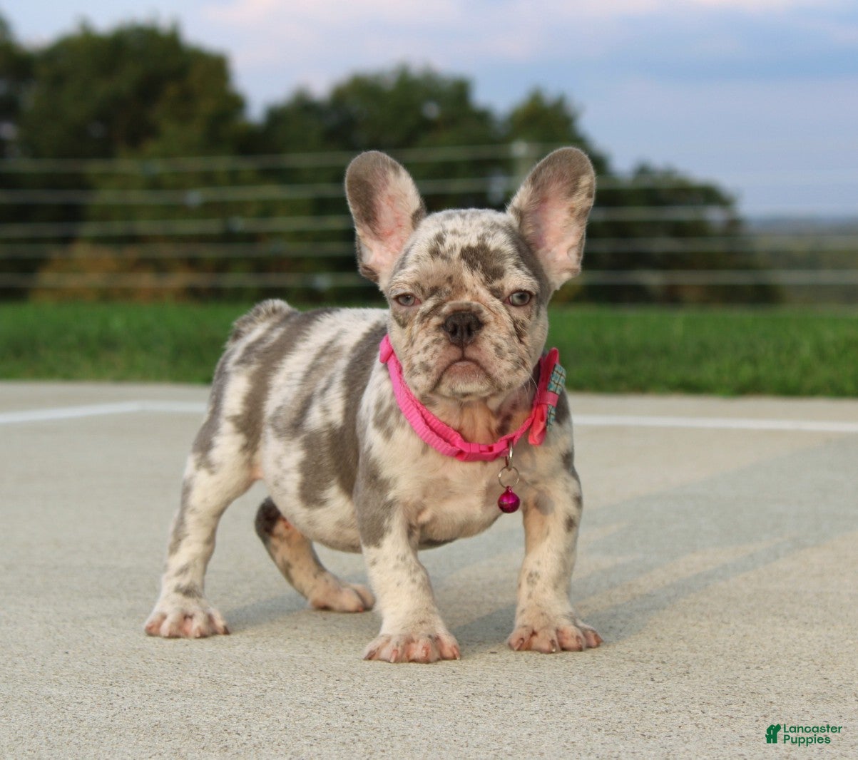 French Bulldog dogs Lola - Ad 2