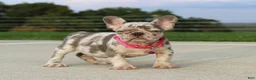 French Bulldog dogs for sale: Lola - Ad 2