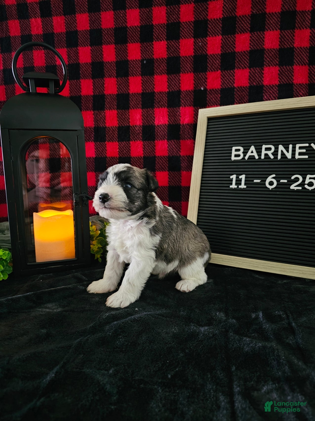 Miniature Schnauzer dogs Barney - Ad 25