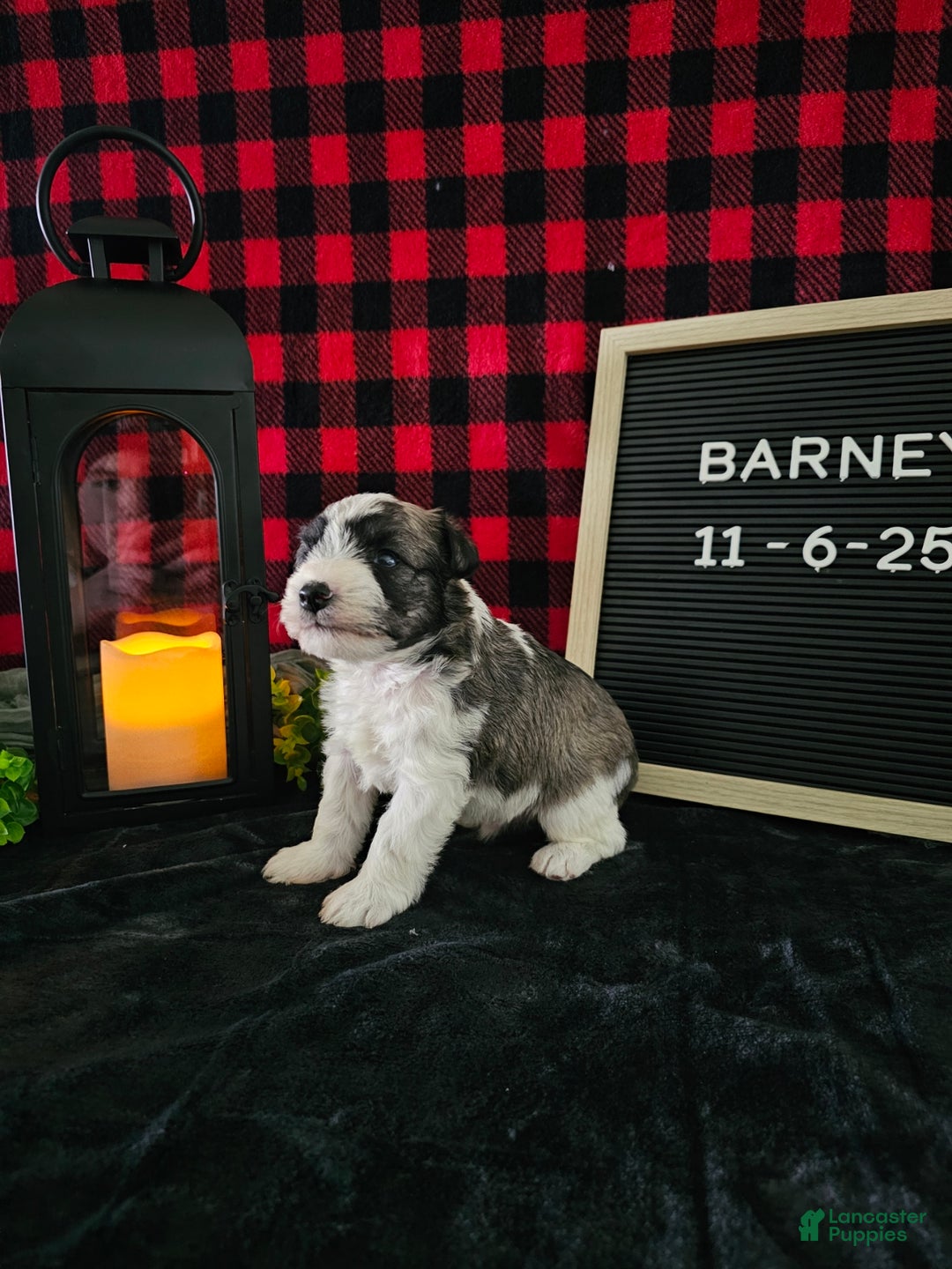 Miniature Schnauzer dogs for sale: Barney - Ad 1