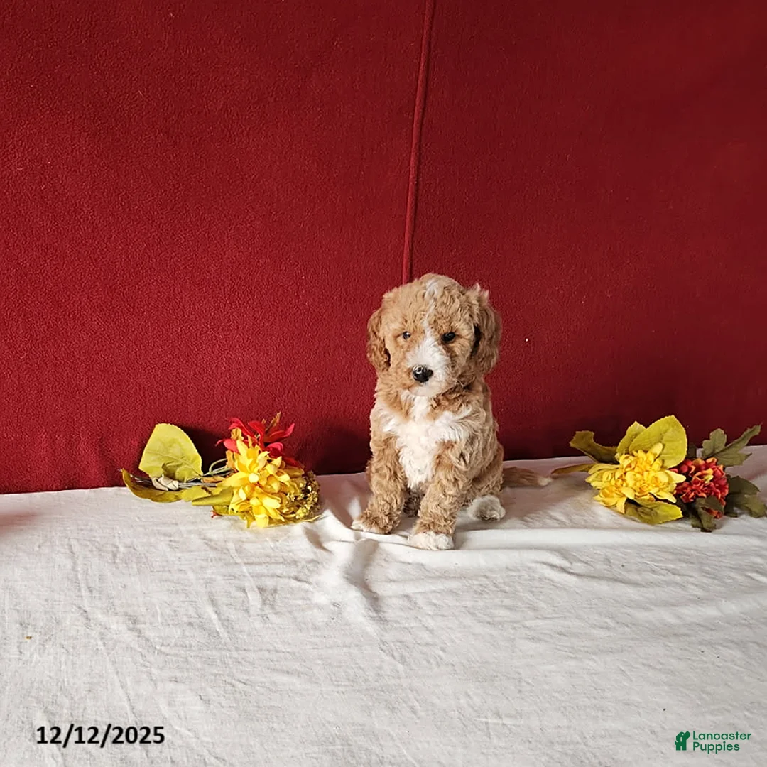 Mini Goldendoodle dogs for sale: Rita - Ad 6