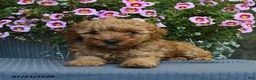 Miniature Poodle dogs for sale: Nugget - Ad 3