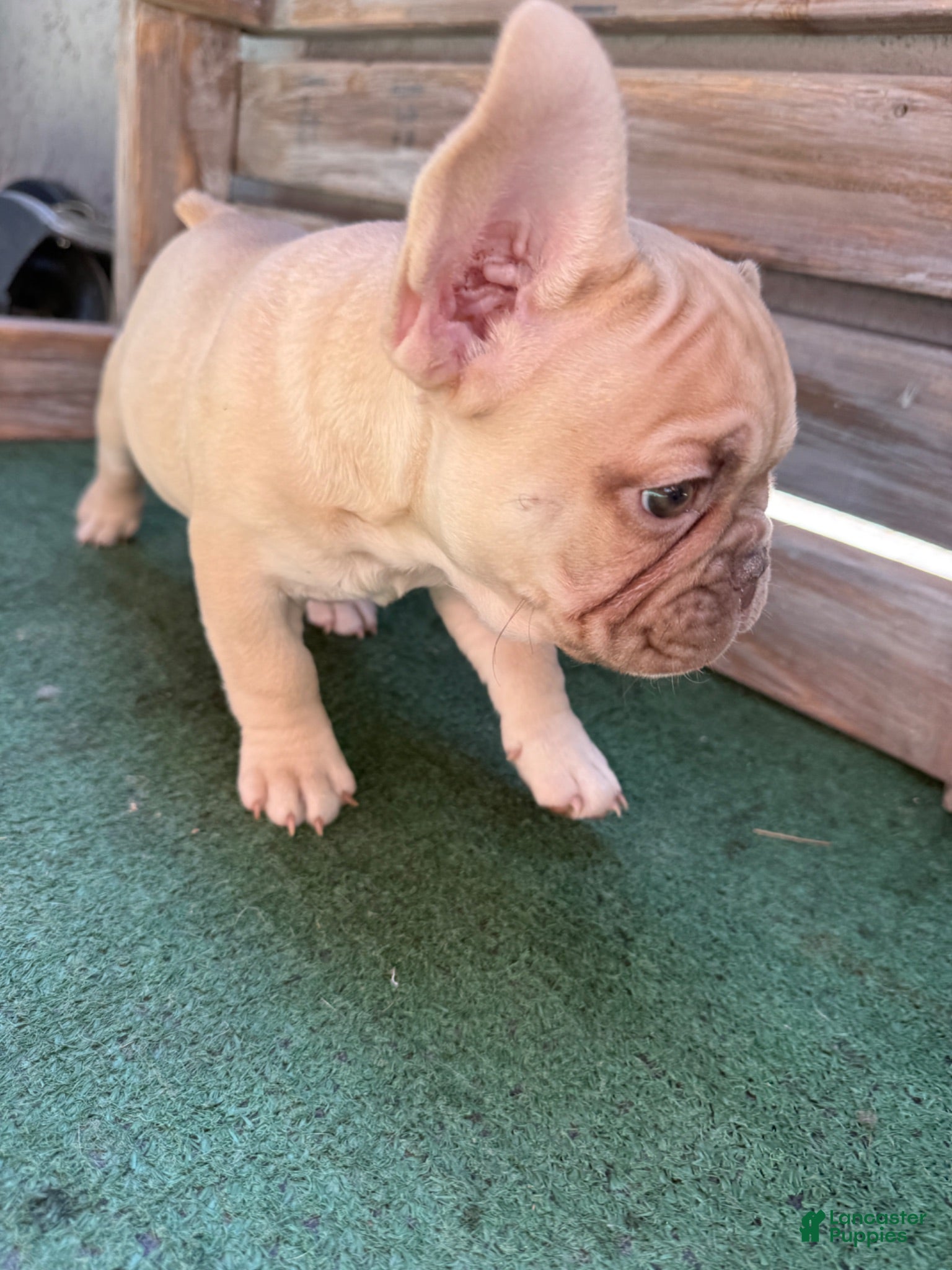 French Bulldog dogs Fawn frenchie - Ad 34