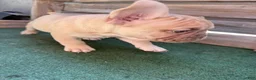 French Bulldog dogs for sale: Fawn frenchie - Ad 1