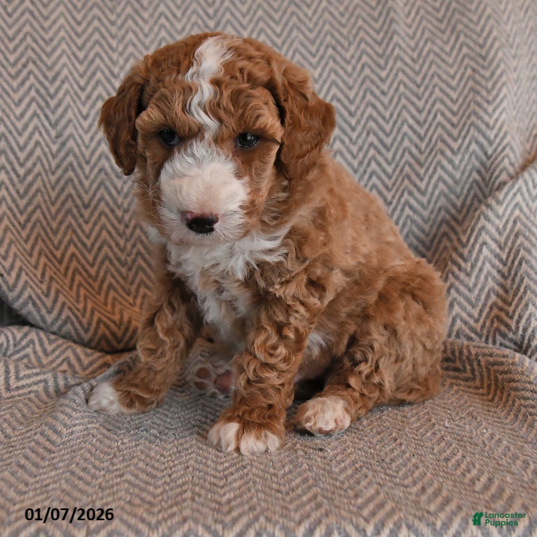 Mini Goldendoodle dogs for sale: Duke - Ad 2
