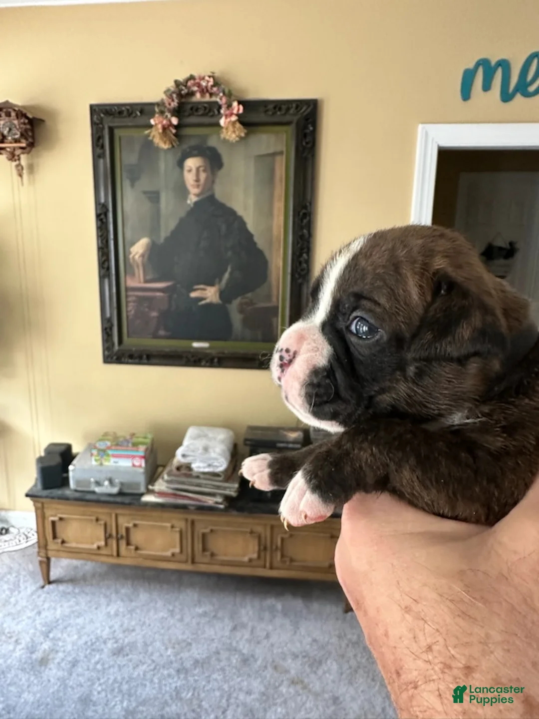 Boxer dogs for sale: Nova - Ad 4