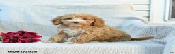 Mini Goldendoodle dogs for sale: Mabel - Ad 8