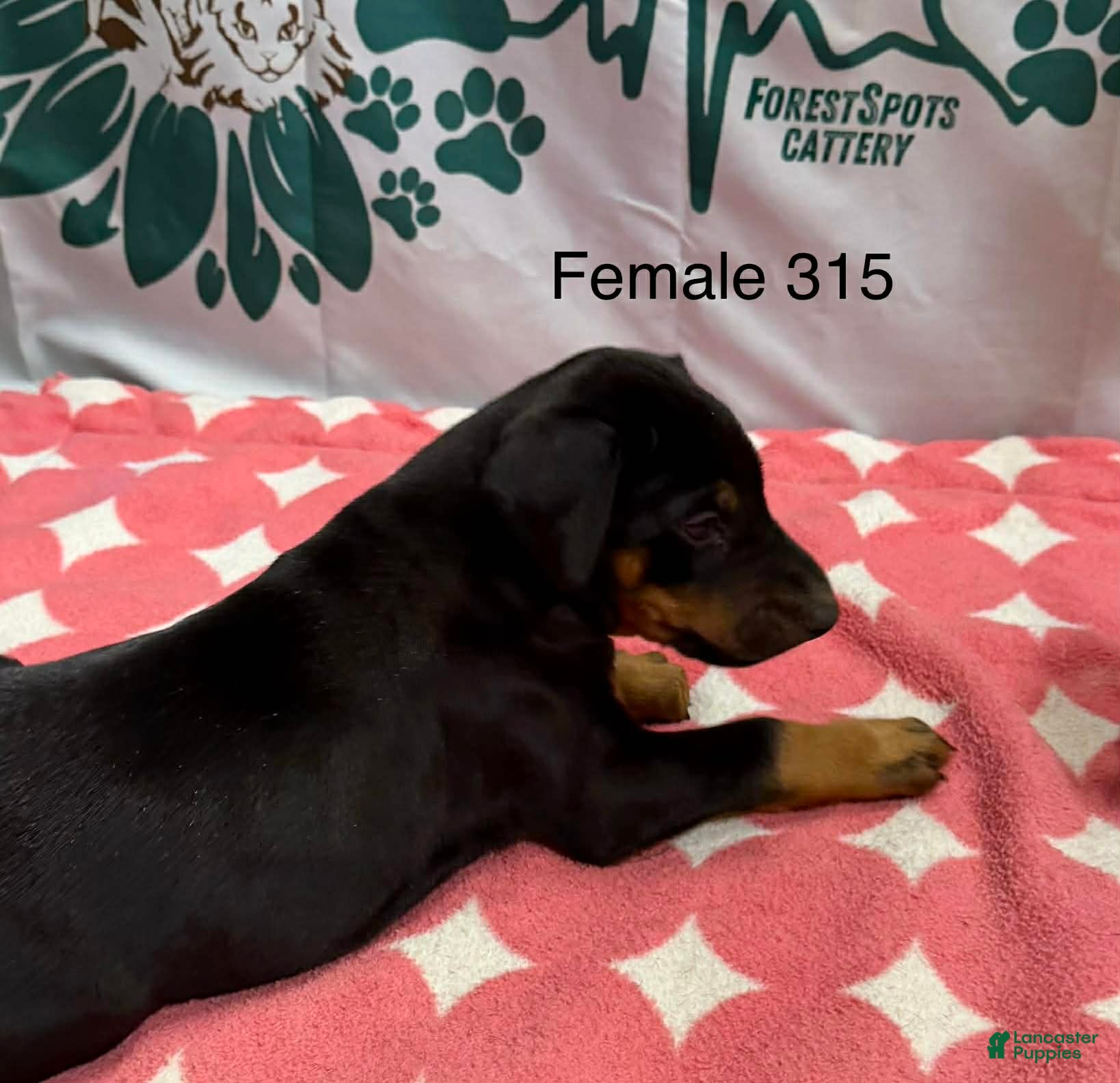 Doberman Pinscher dogs cropped ears - Ad 28