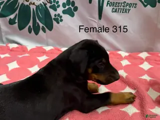 Doberman Pinscher dogs cropped ears - Ad 28