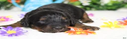 Cockapoo dogs for sale: Gelato - Ad 2