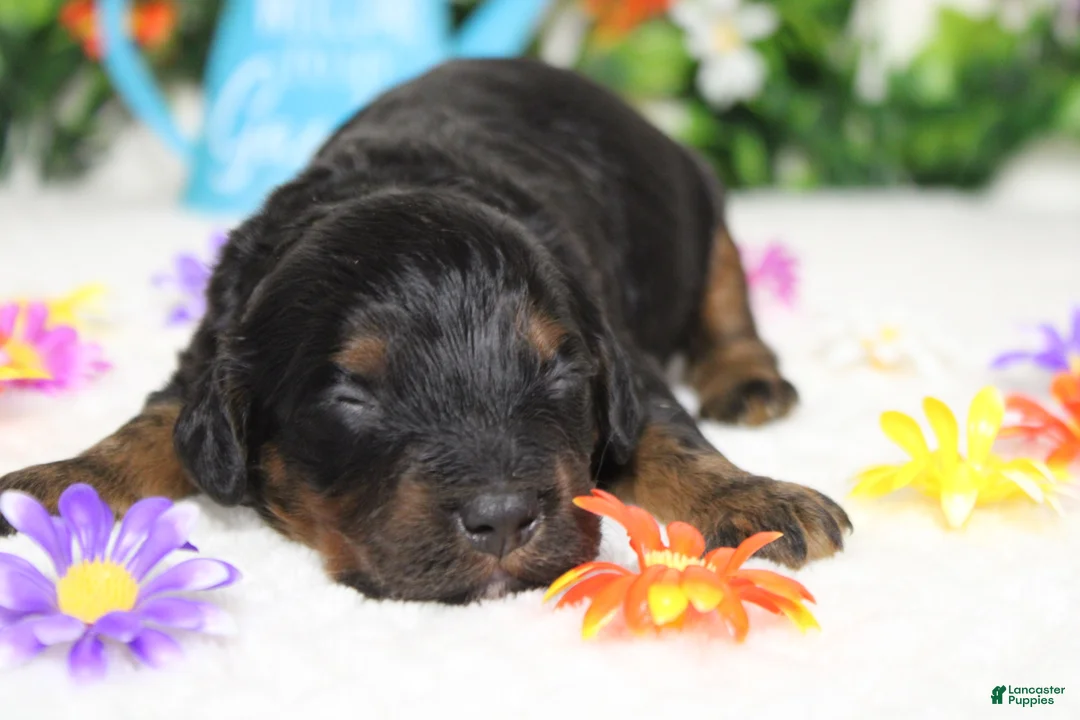 Cockapoo dogs for sale: Gelato - Ad 2