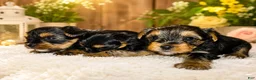 Yorkshire Terrier dogs for sale: Max - Ad 27