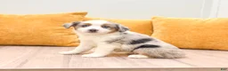 Miniature Australian Shepherd dogs for sale: Jewel - Ad 3