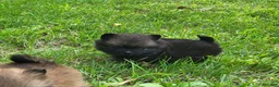 Pomeranian dogs for sale: Hugo - Ad 1
