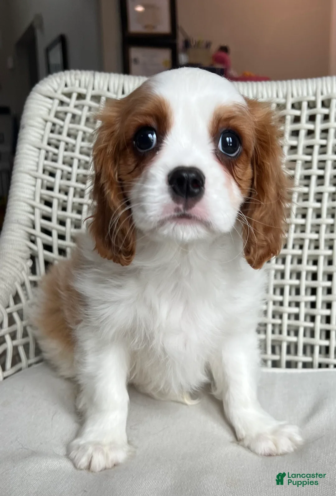 Cavalier King Charles Spaniel dogs for sale: Cavalier King Charles Spaniel Puppy 1 - Ad 1