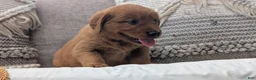 Golden Retriever dogs for sale: Aleasha - Ad 4