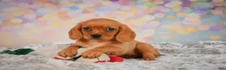 Beaglier dogs for sale: Brianna - Ad 12