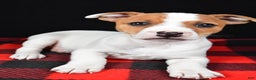 Jack Russell Terrier dogs for sale: Muffin - Ad 5
