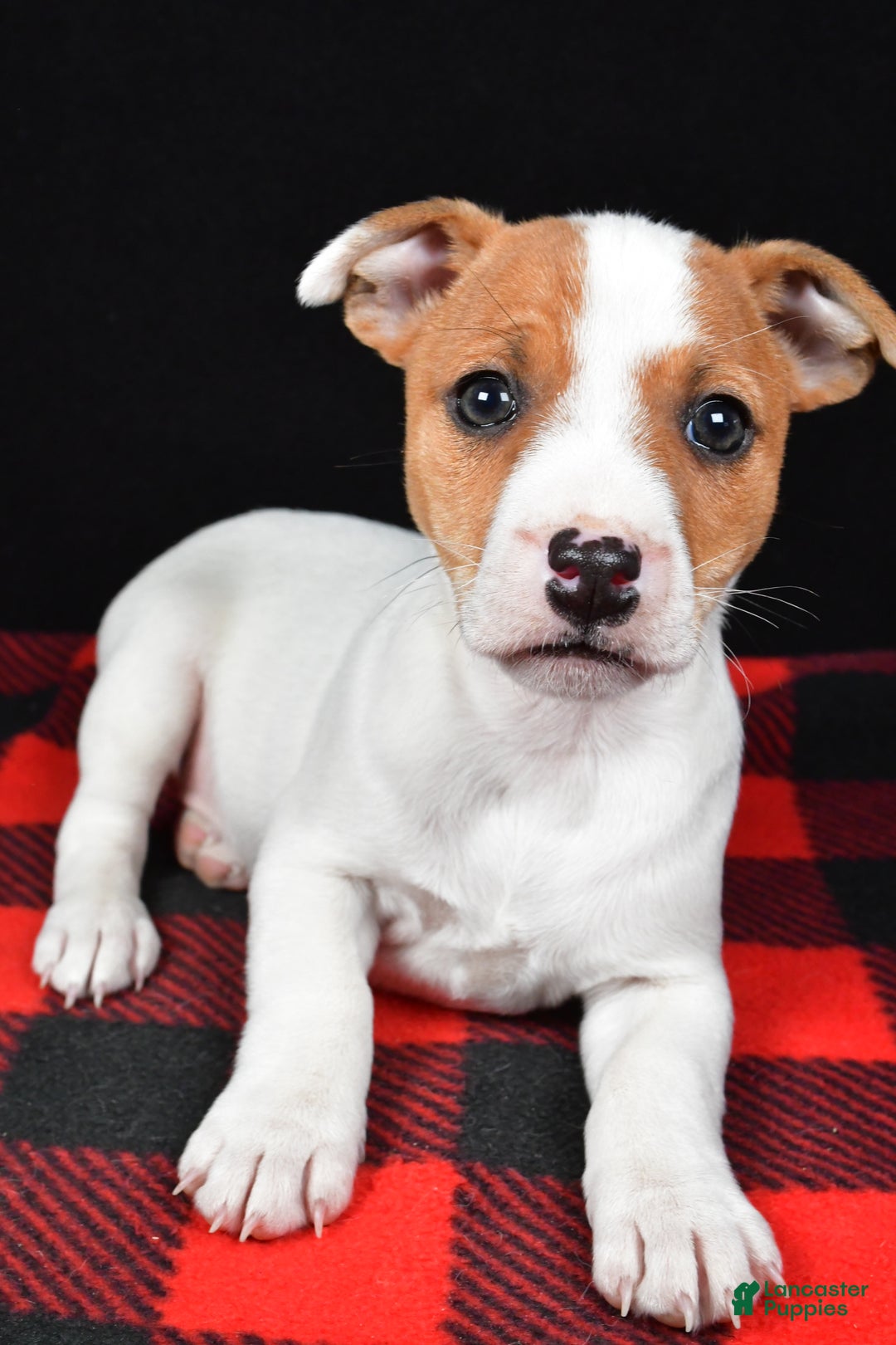 Jack Russell Terrier dogs for sale: Muffin - Ad 5