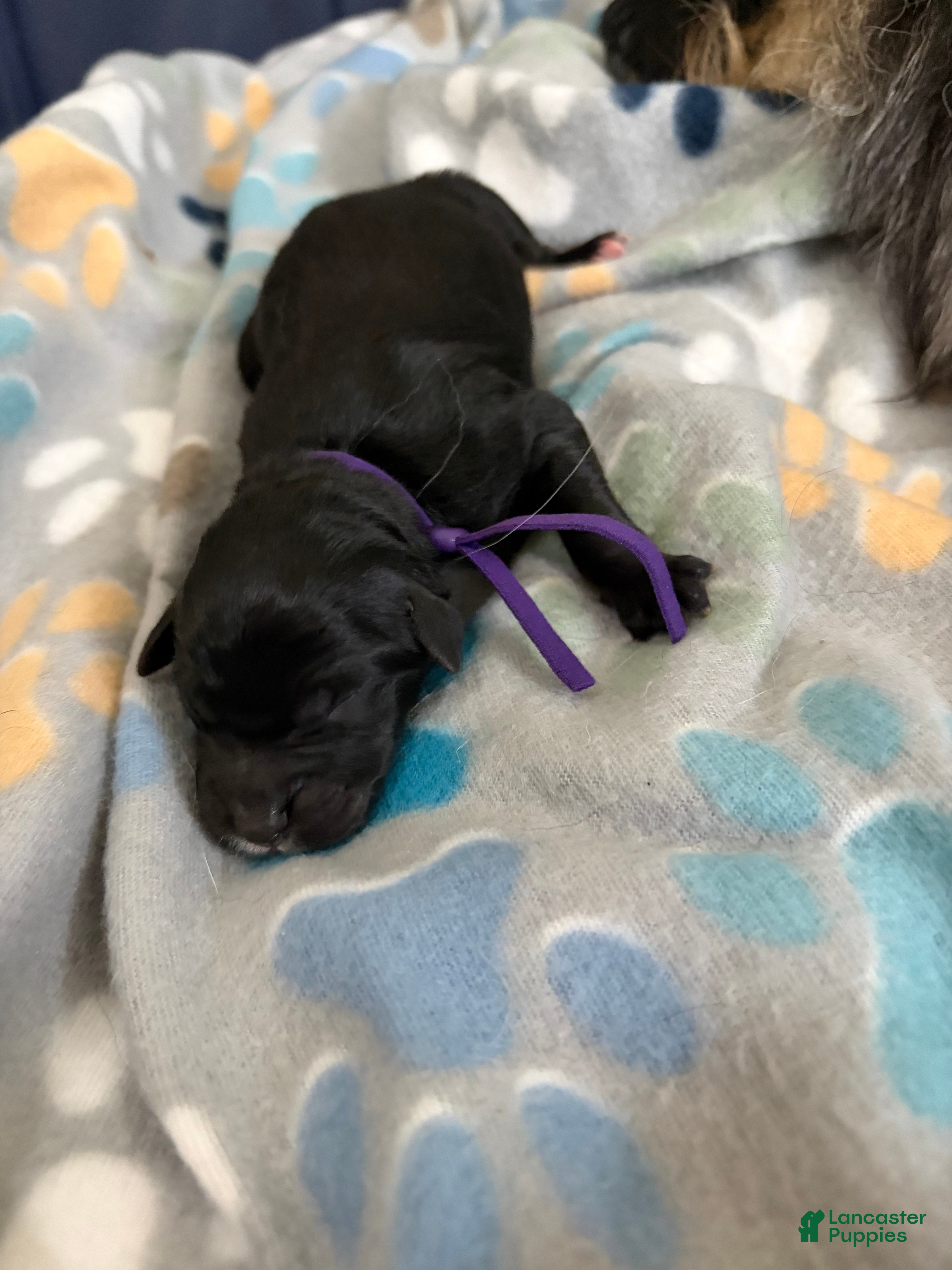 Mixed Breed dogs Mixed Breed Puppy 4 - Ad 18