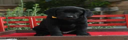 Labrador Retriever dogs for sale: Bear - Ad 1