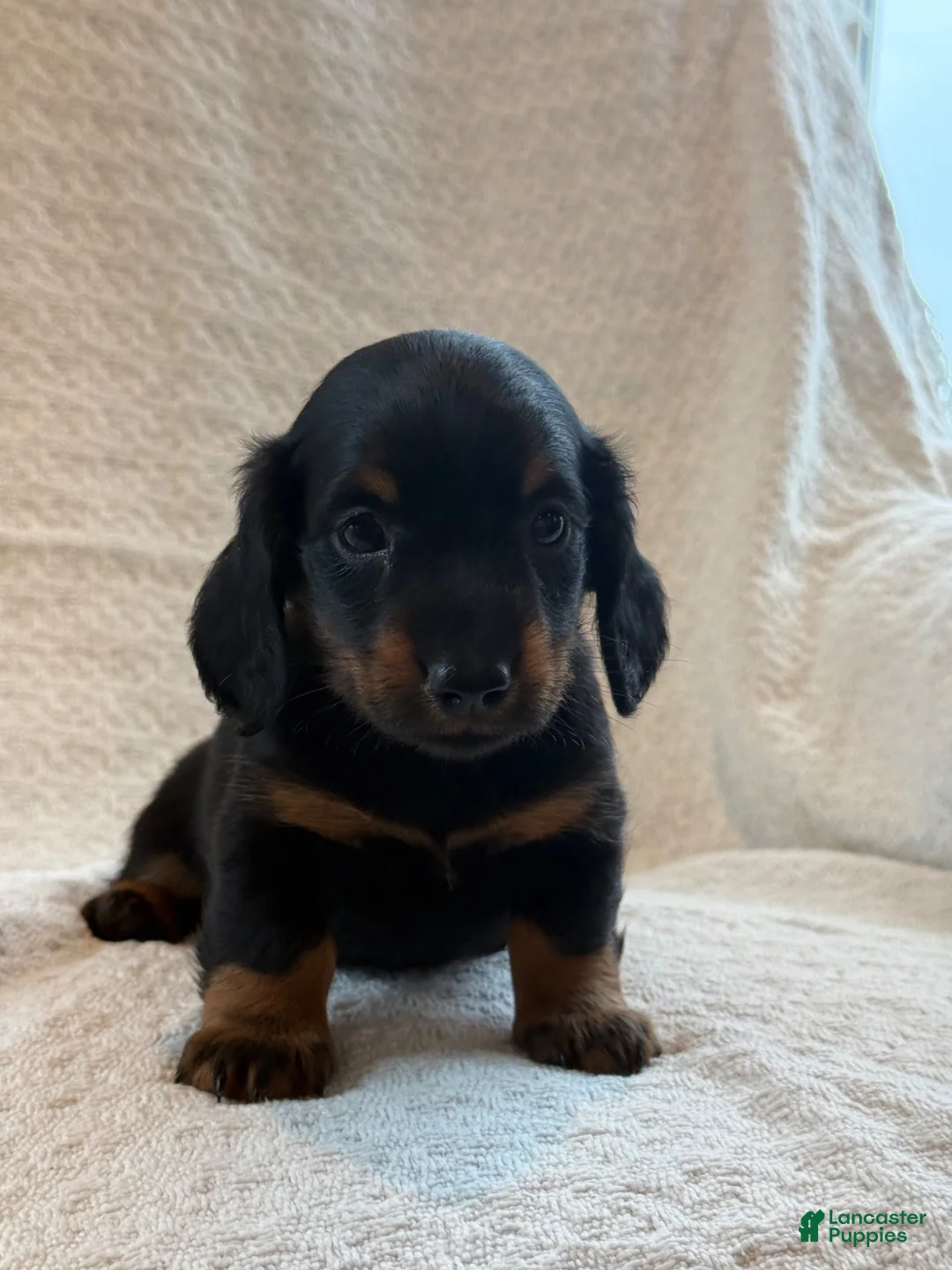 Miniature Dachshund dogs for sale: Archie - Ad 3