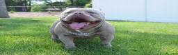 American Bully dogs for sale: American Bully Puppy 1 - Ad 14