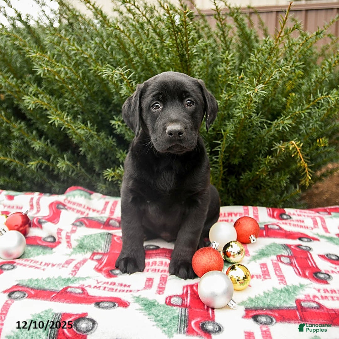 Labrador Retriever dogs for sale: Murphy - Ad 3