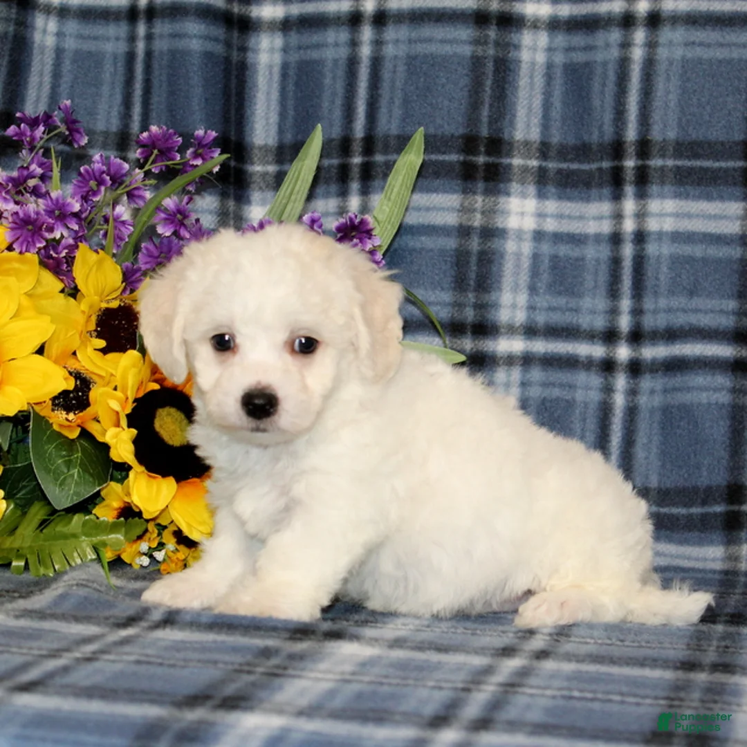 Bichon Frise dogs for sale: Franklin - Ad 1