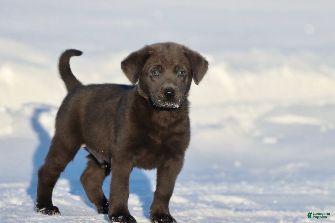 Labrador Retriever dogs for sale: Lightning  - Ad 2