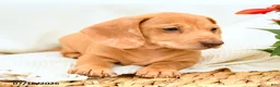 Miniature Dachshund dogs for sale: Ginger - Ad 4