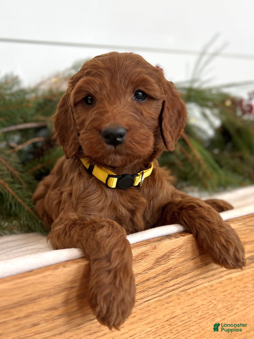 Irish Doodle dogs for sale: Ginger - Ad 5