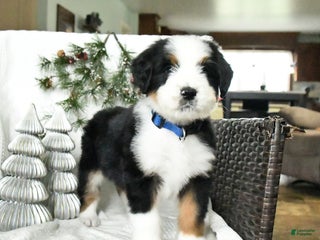 Bernedoodle dogs Dylan - Ad 42